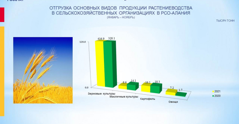 Отгрузка основных видов продукции растениеводства в сельскозяйственных организациях РСО-Алания за январь-ноябрь 2021 года